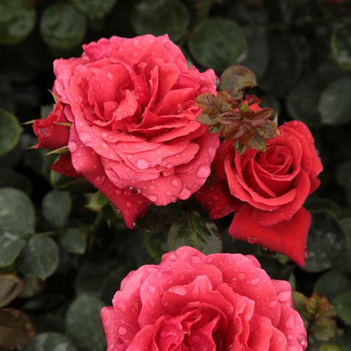 Shop - Rosa Sammetglut® - rot - floribunda-grandiflora rosen  - diskret duftend - Wilhelm J.H. Kordes II. - Grellrote, gruppenweise, buschig blühende  Rose.